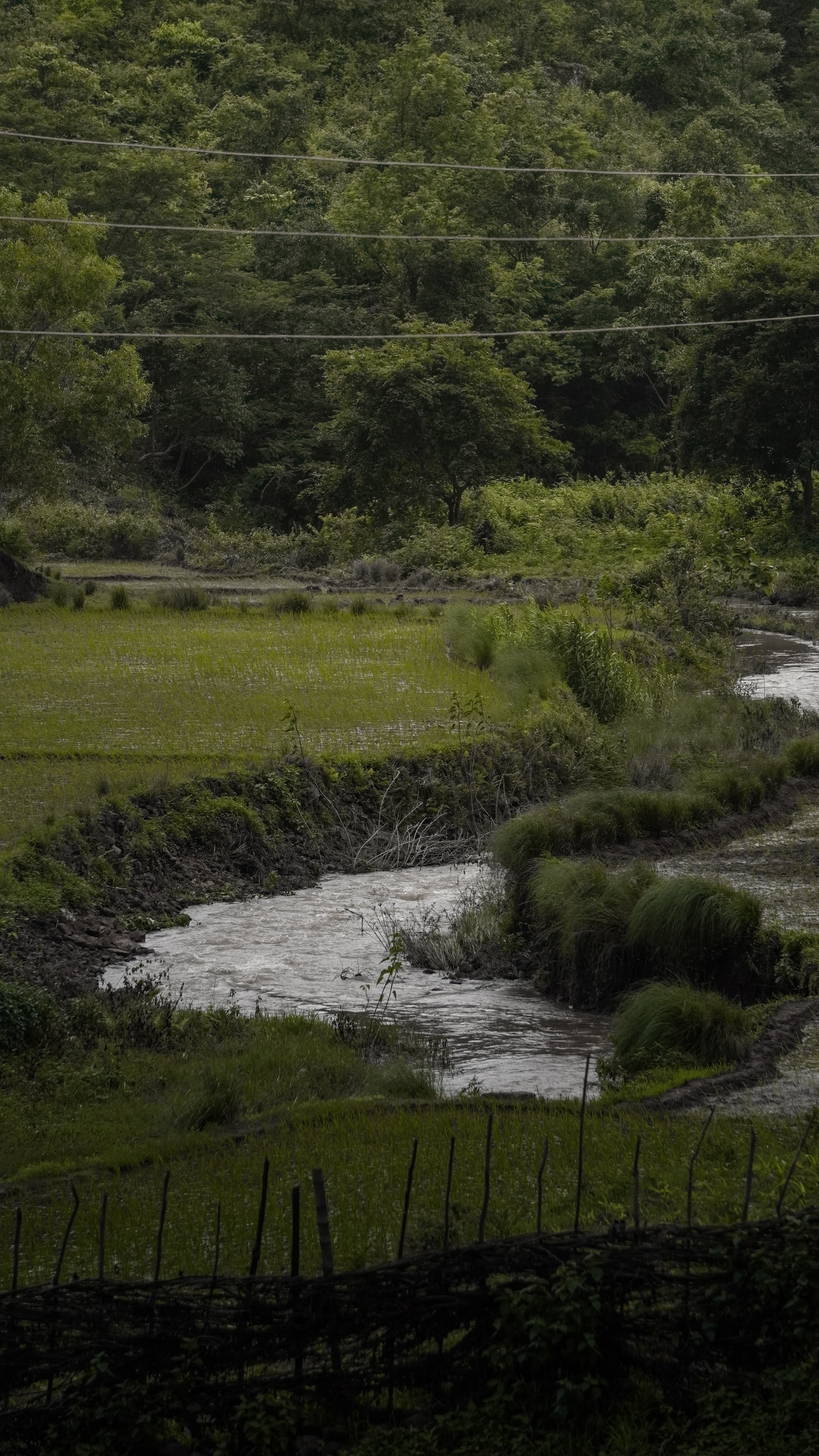A beautiful stream