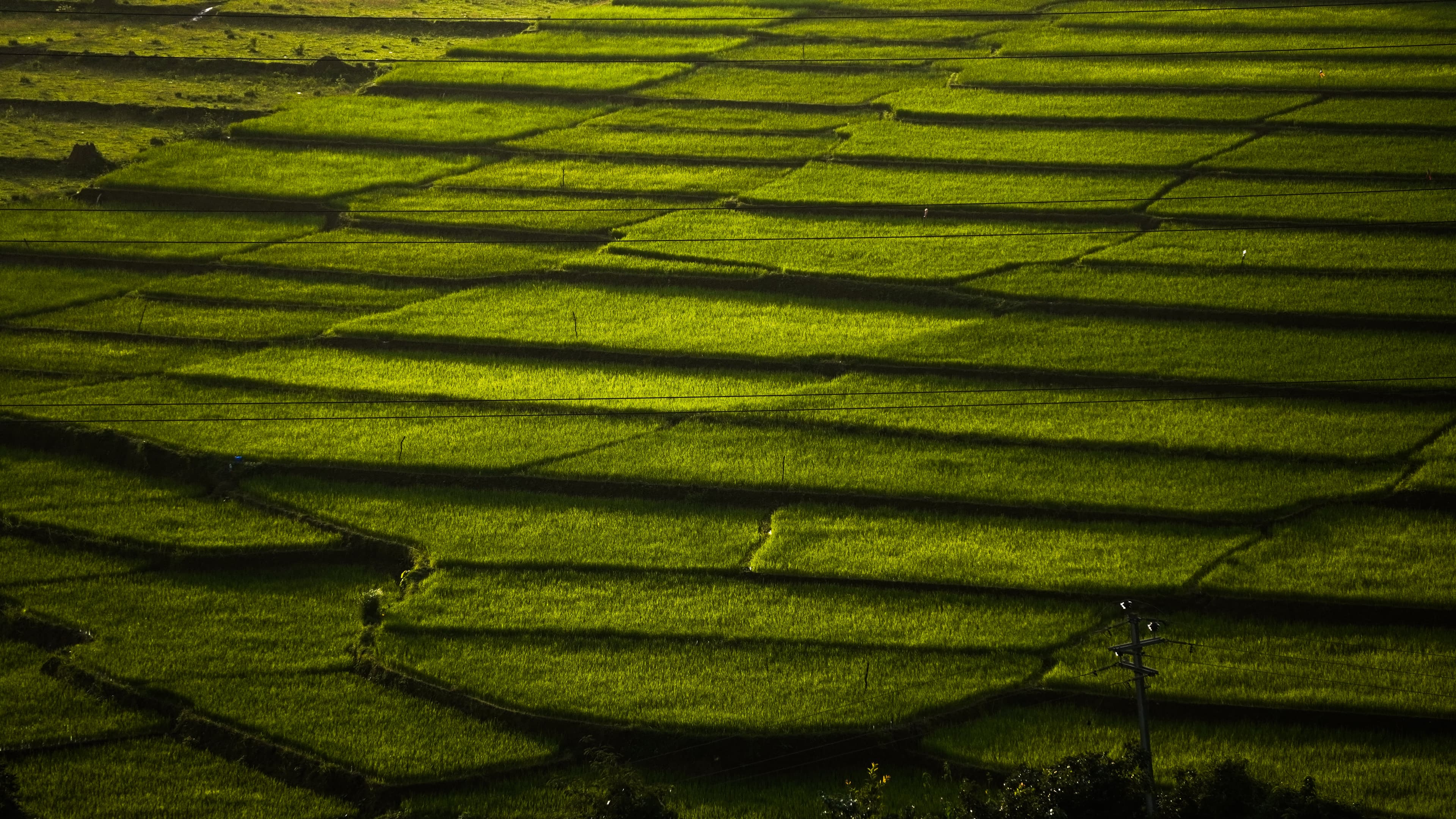 The lush green rice fields of Koraput, Odisha, India, captured during the golden hour