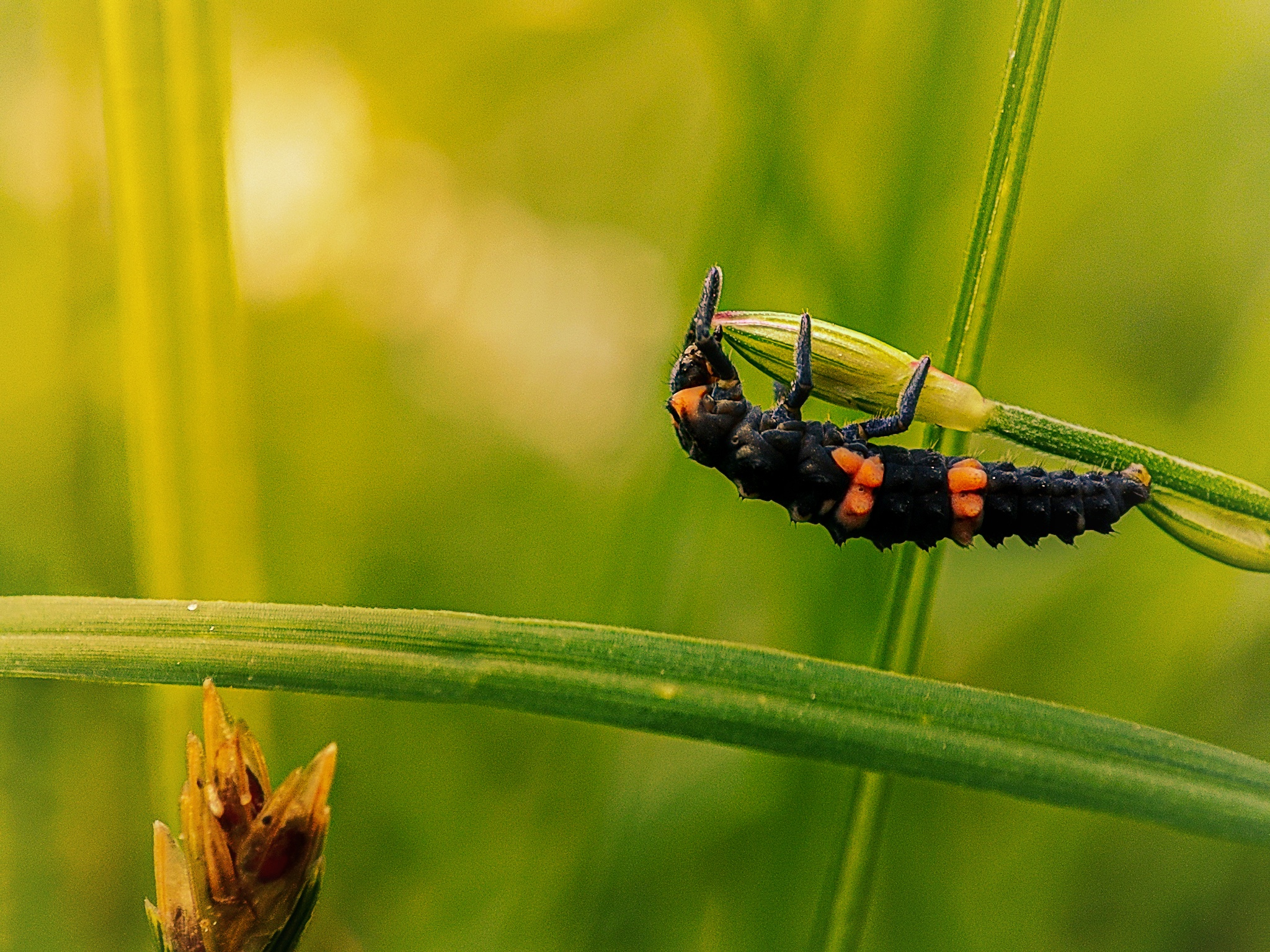 Macro photograph 4