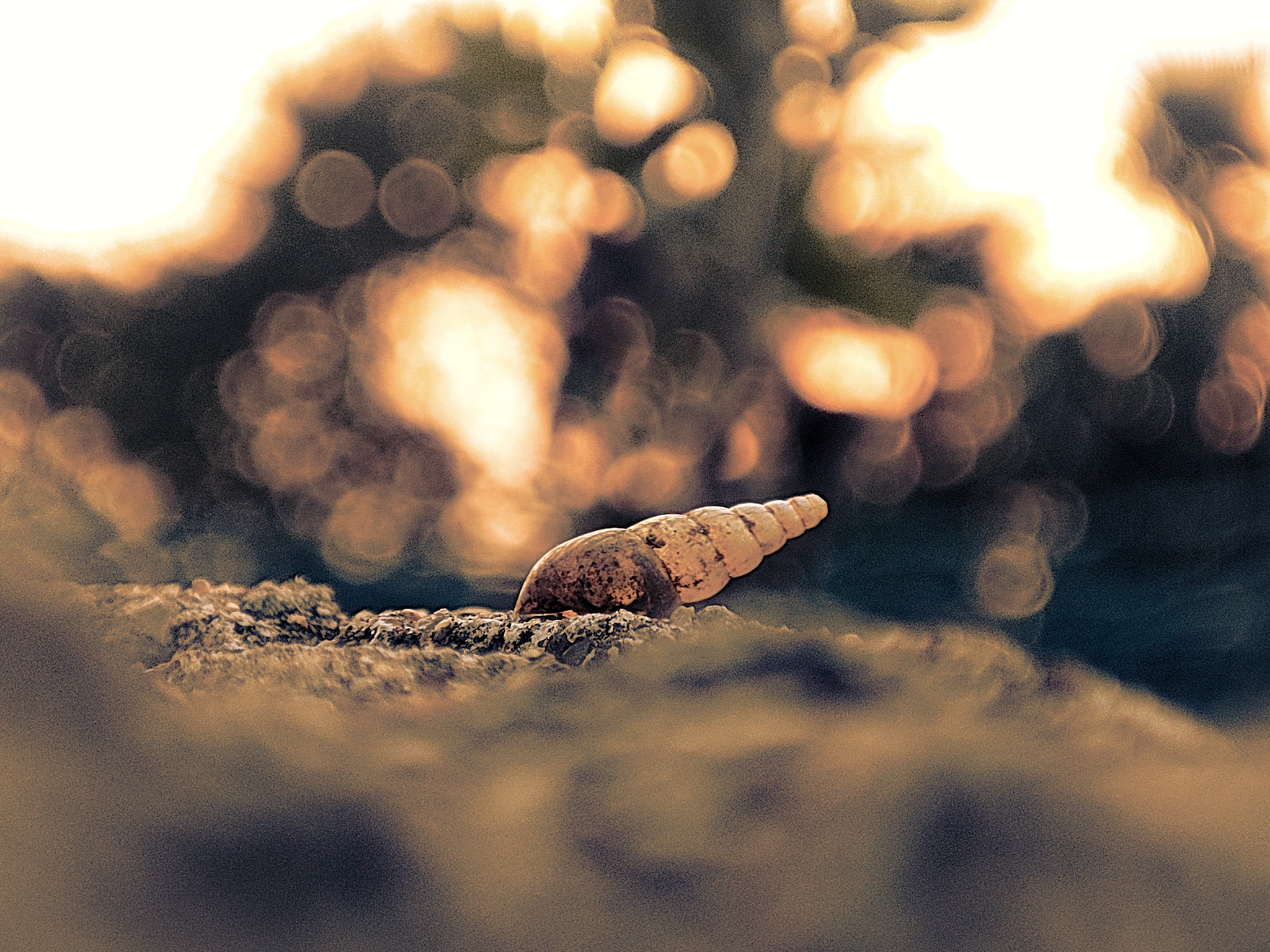 Macro photograph 5