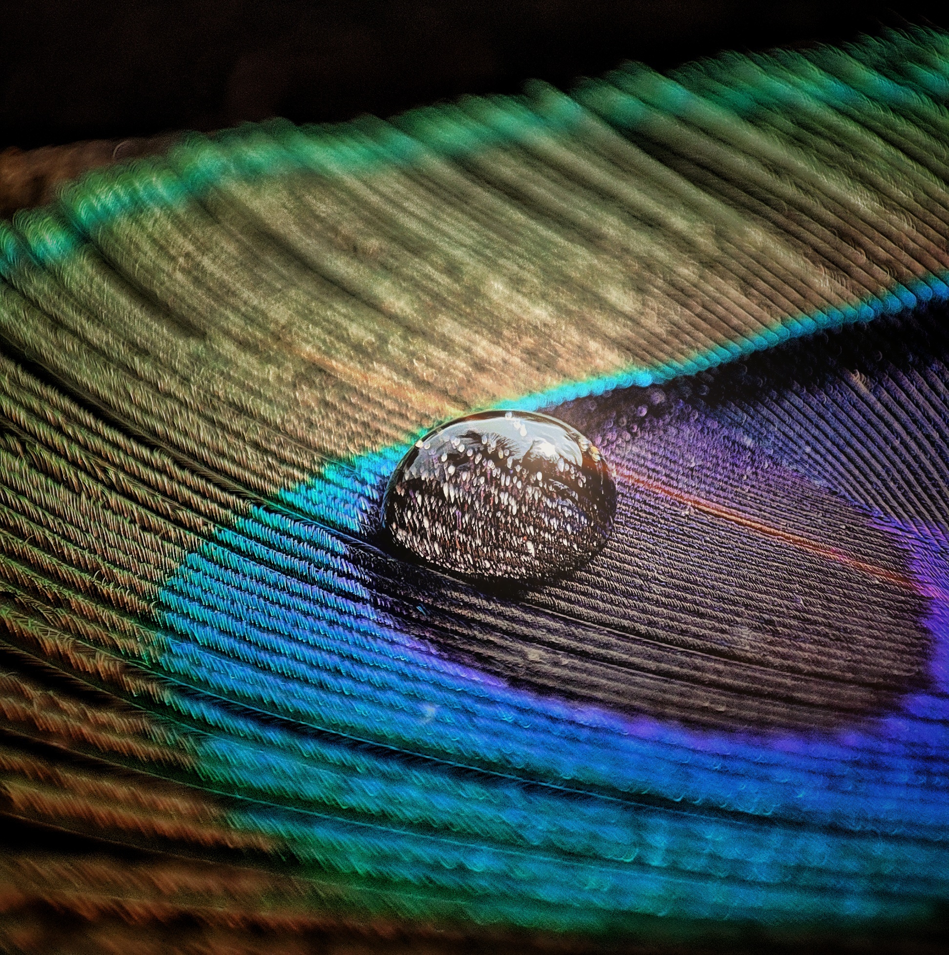 Macro photograph 6