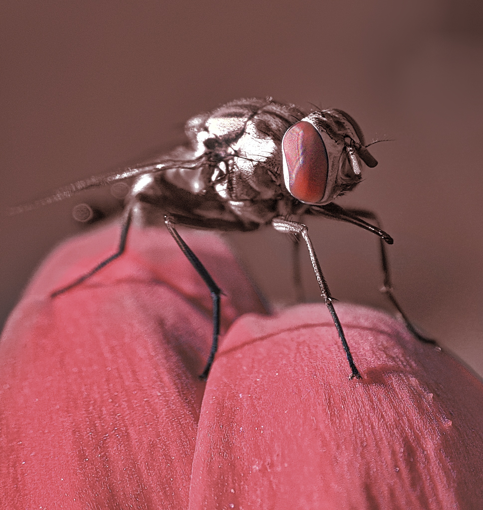 Macro photograph 8