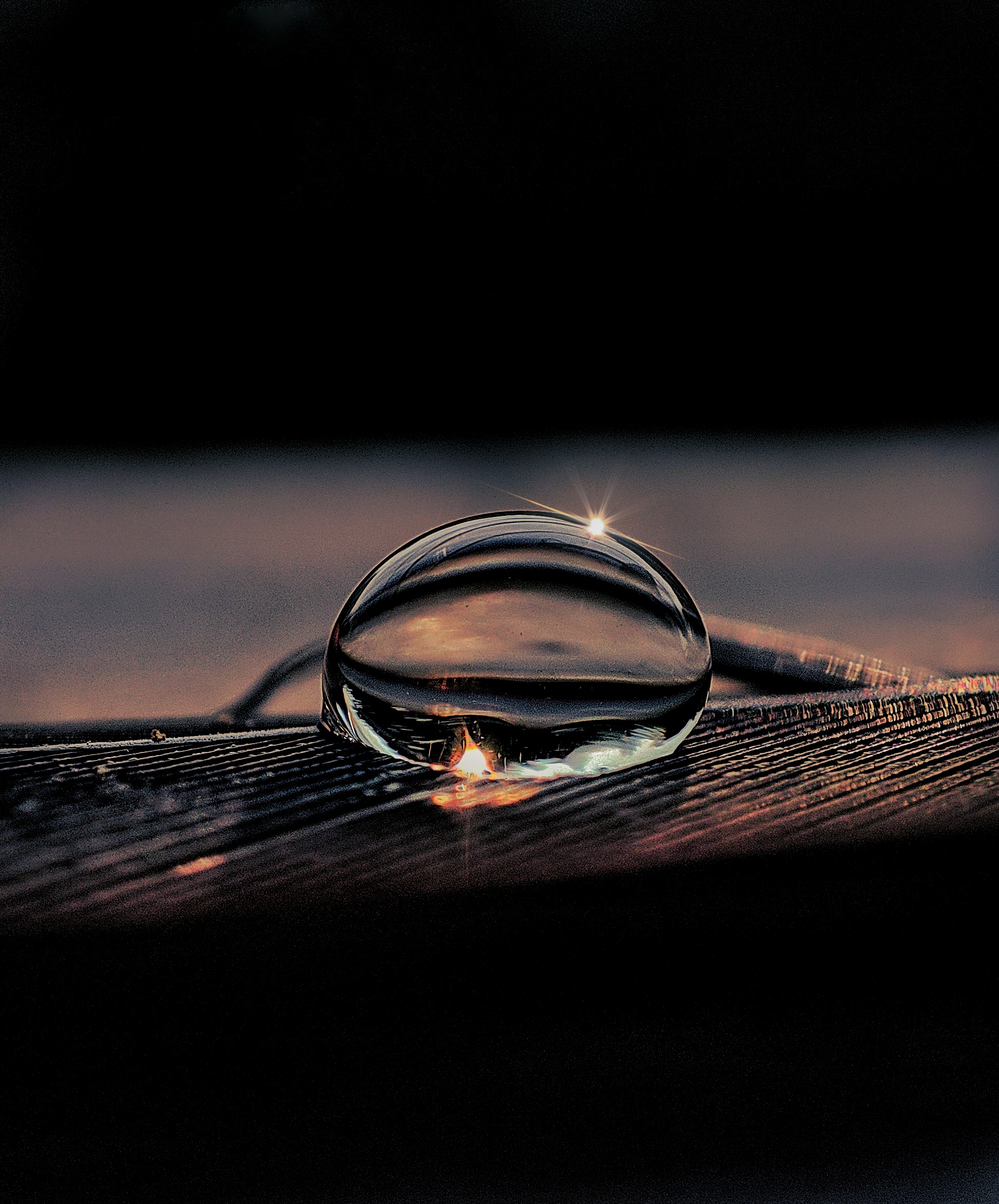 Macro photograph 9