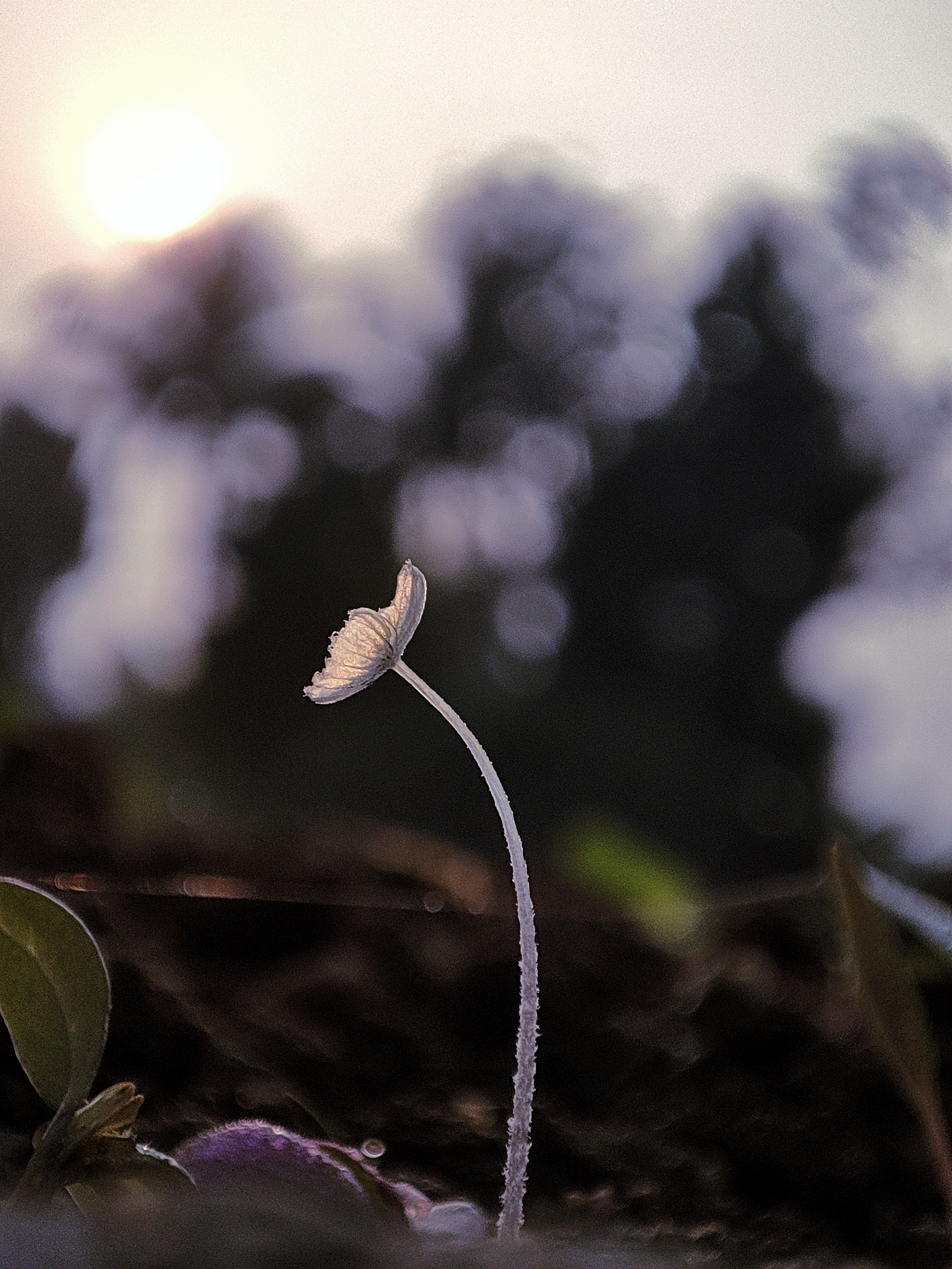 Macro photograph 10