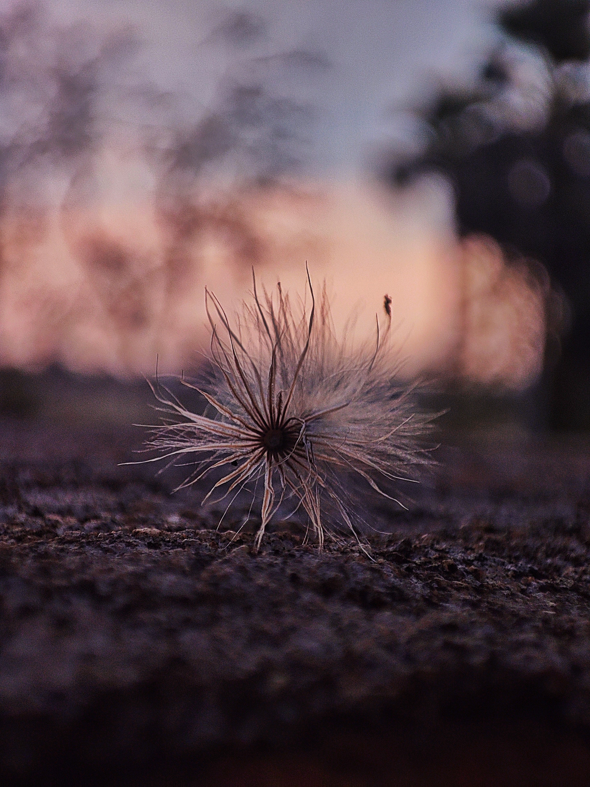 Macro photograph 11