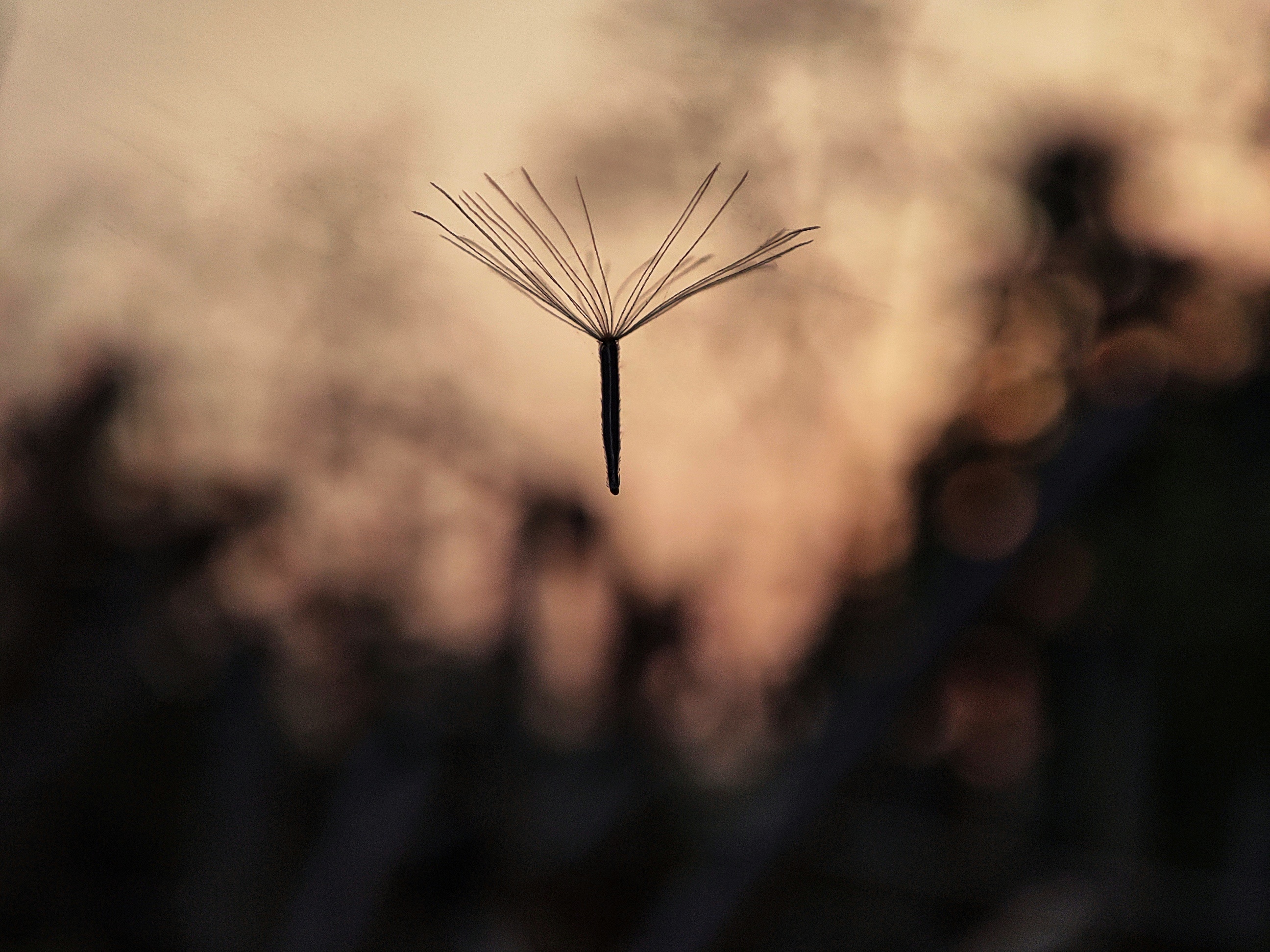 Macro photograph 12