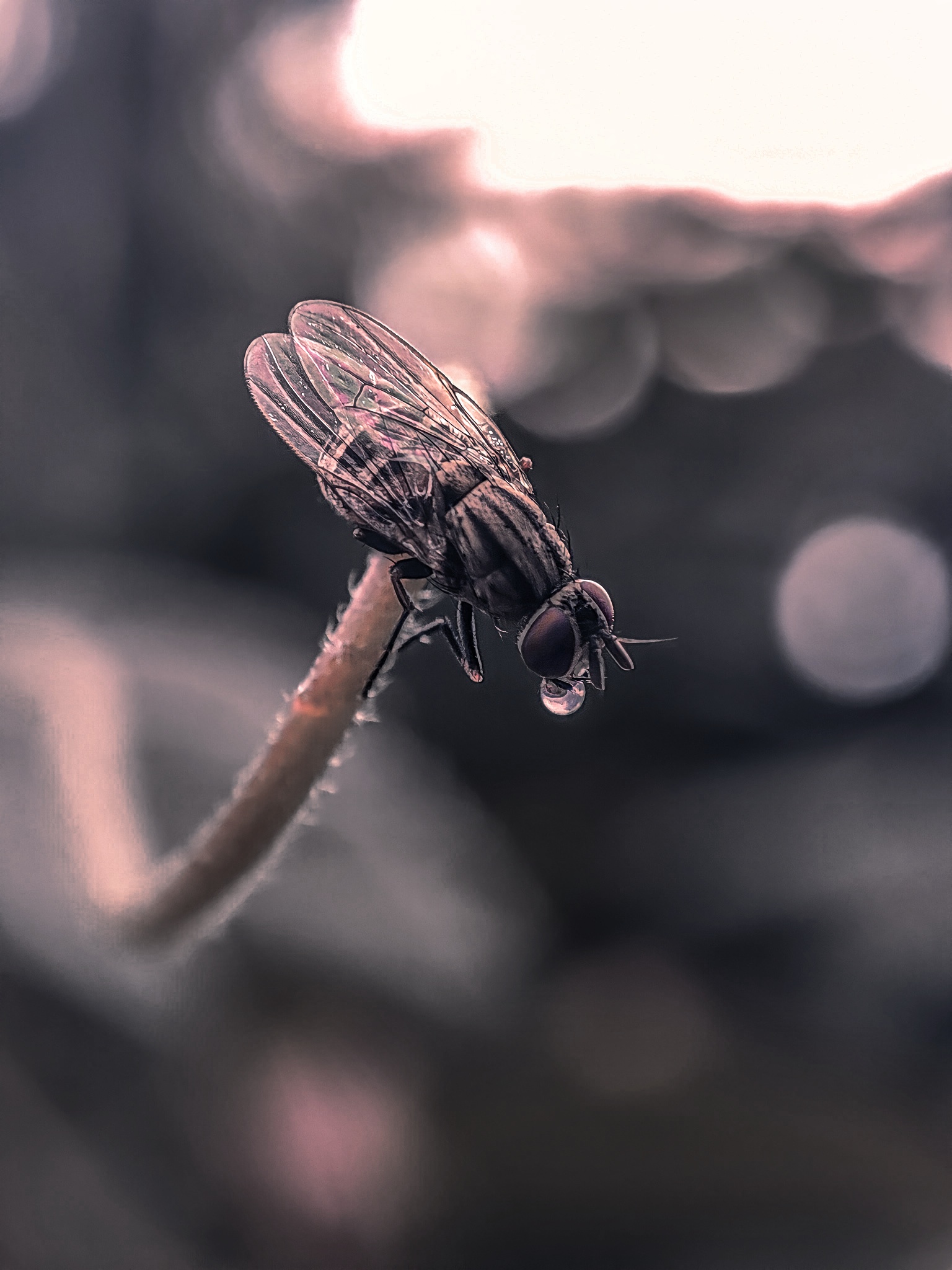 Macro photograph 15