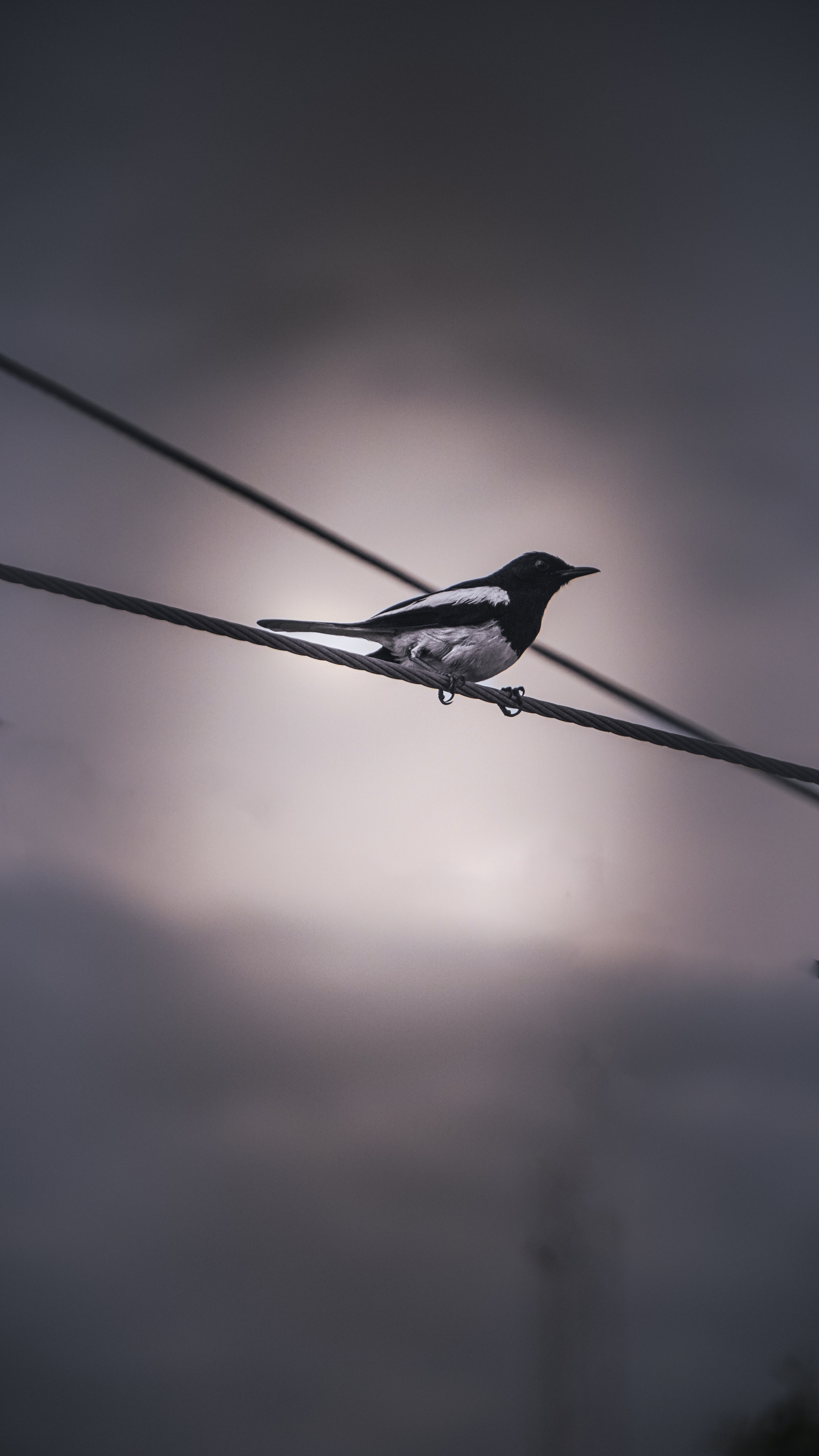 Wildlife photograph 4