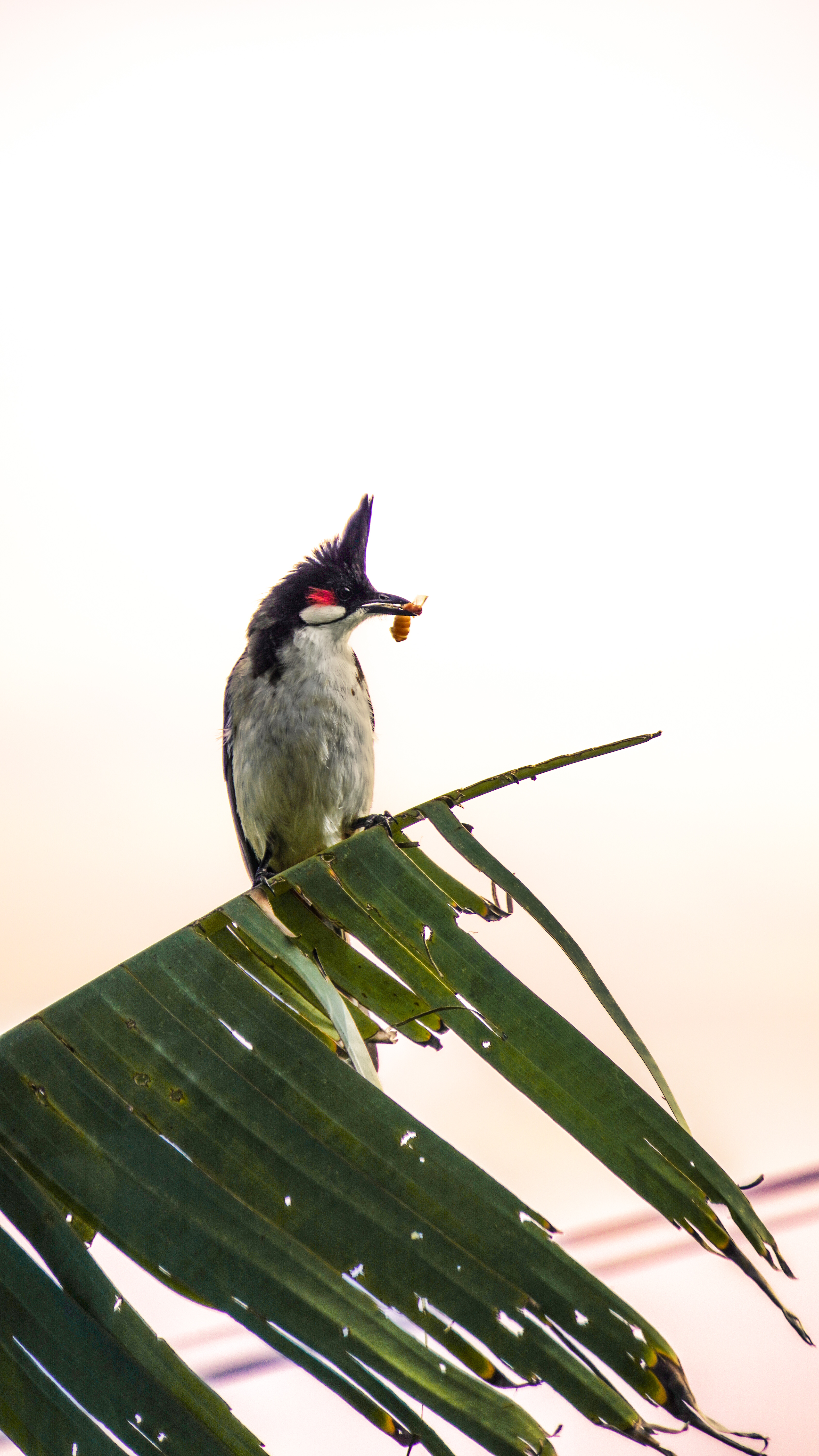 Wildlife photograph 5