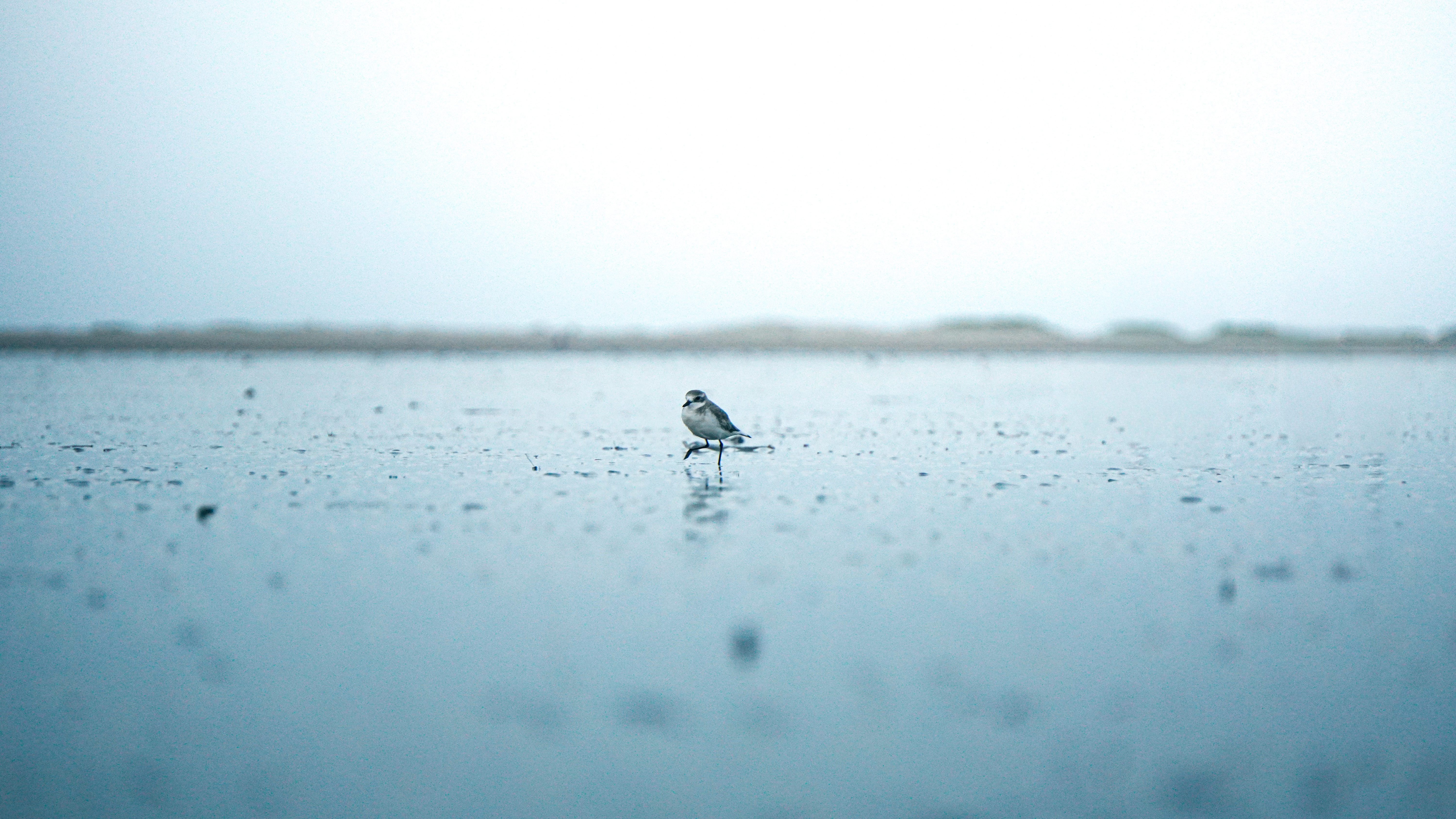 Wildlife photograph 6