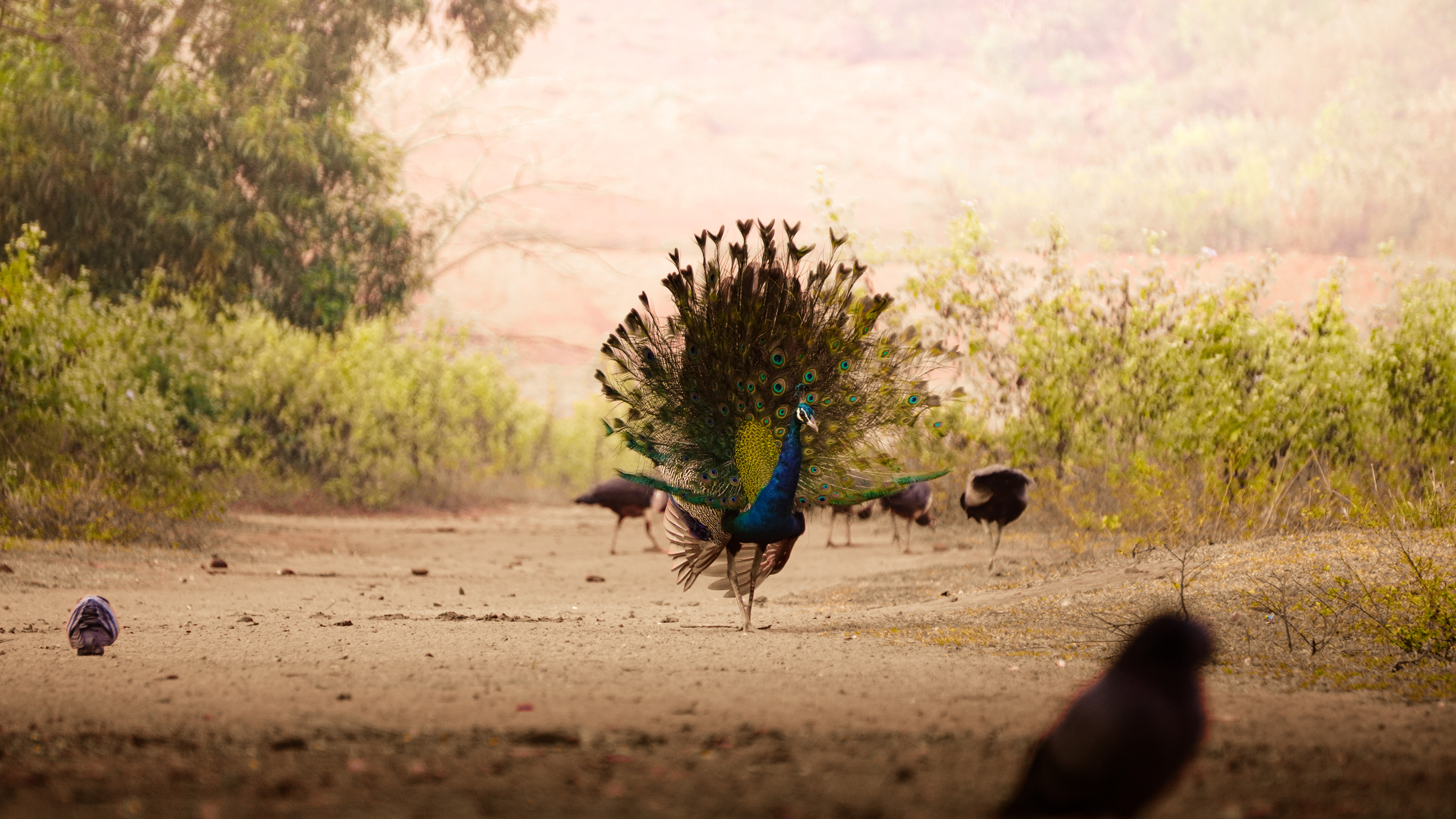 Wildlife photograph 7