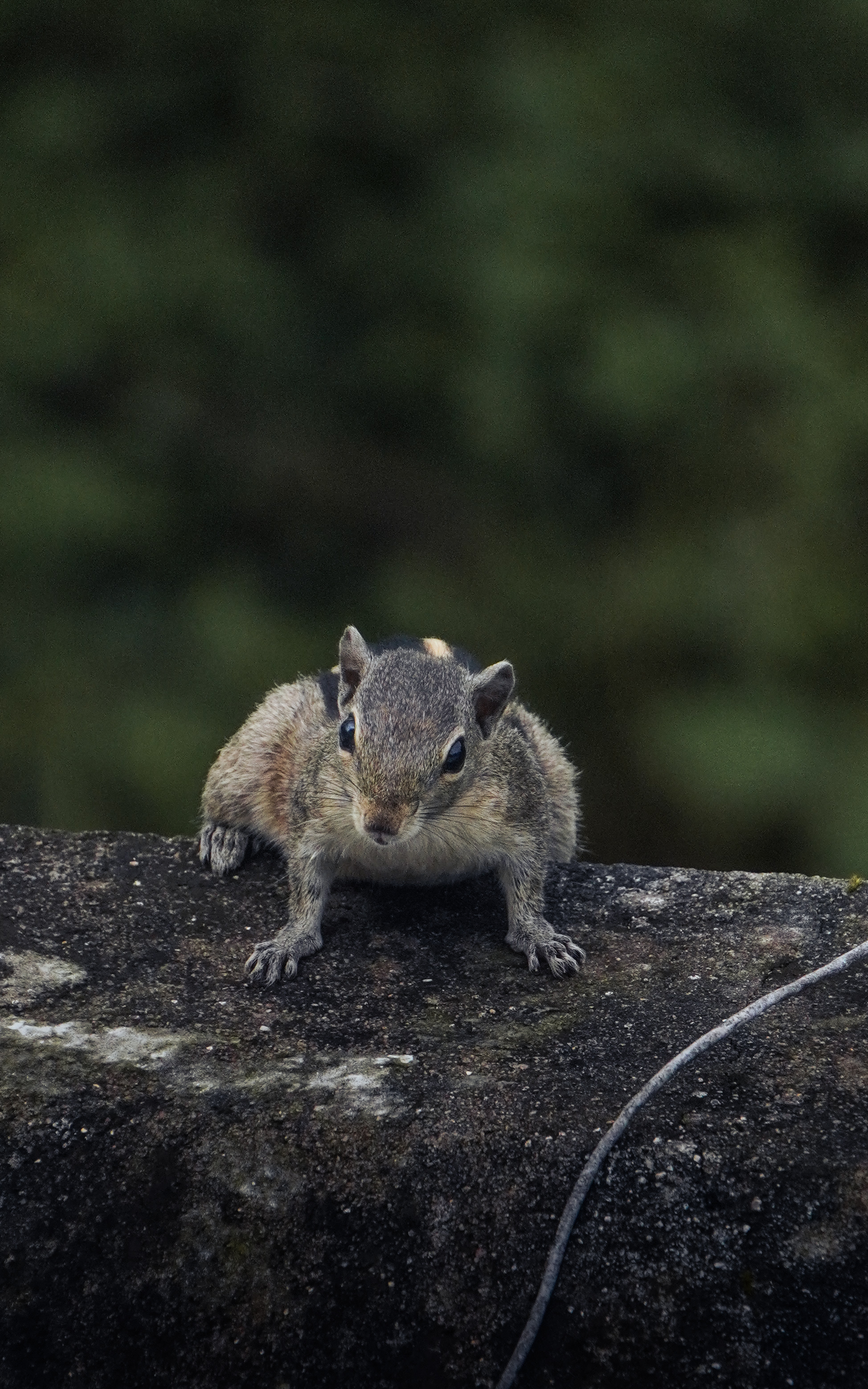 Wildlife photograph 9