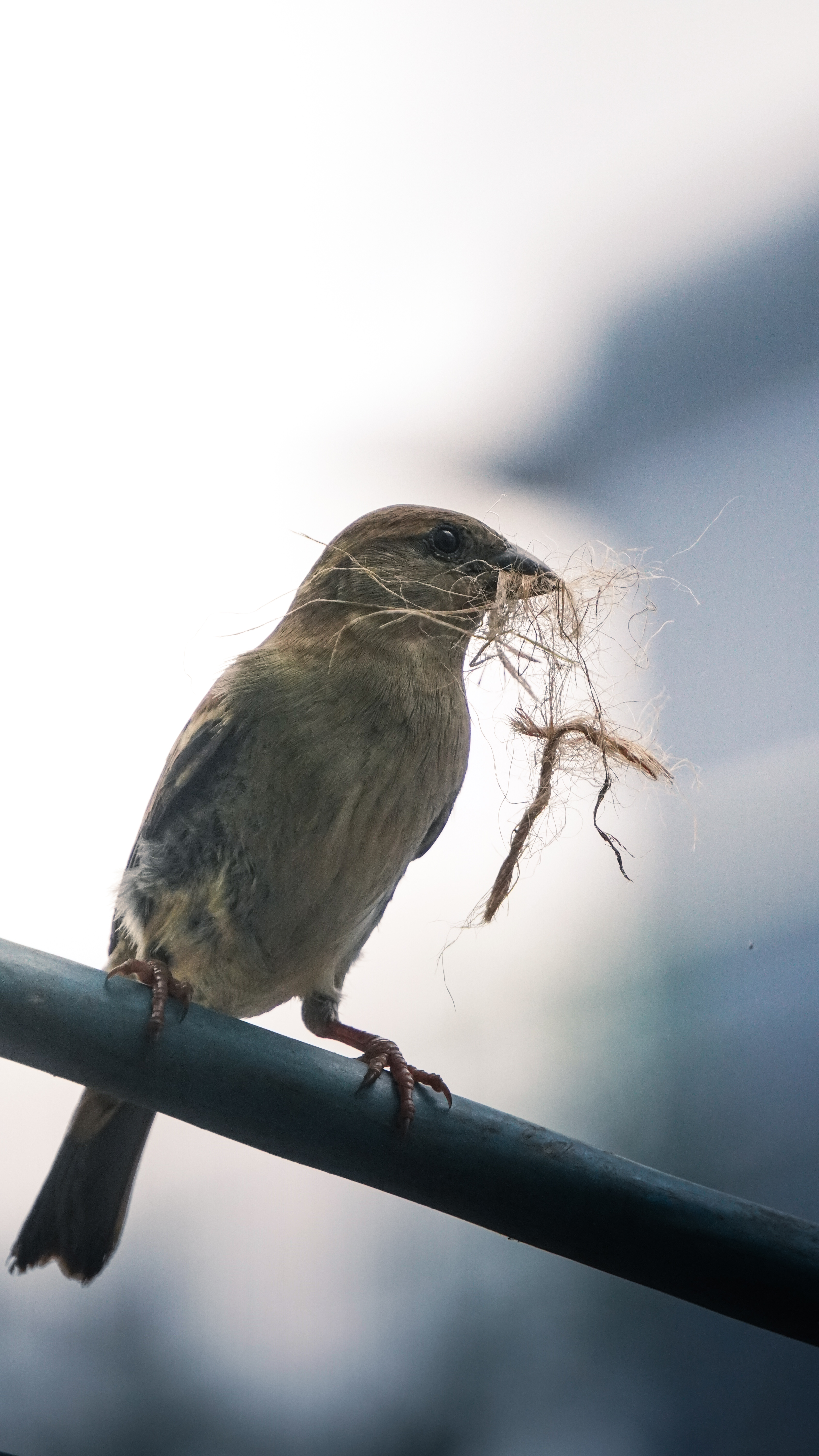 Wildlife photograph 10