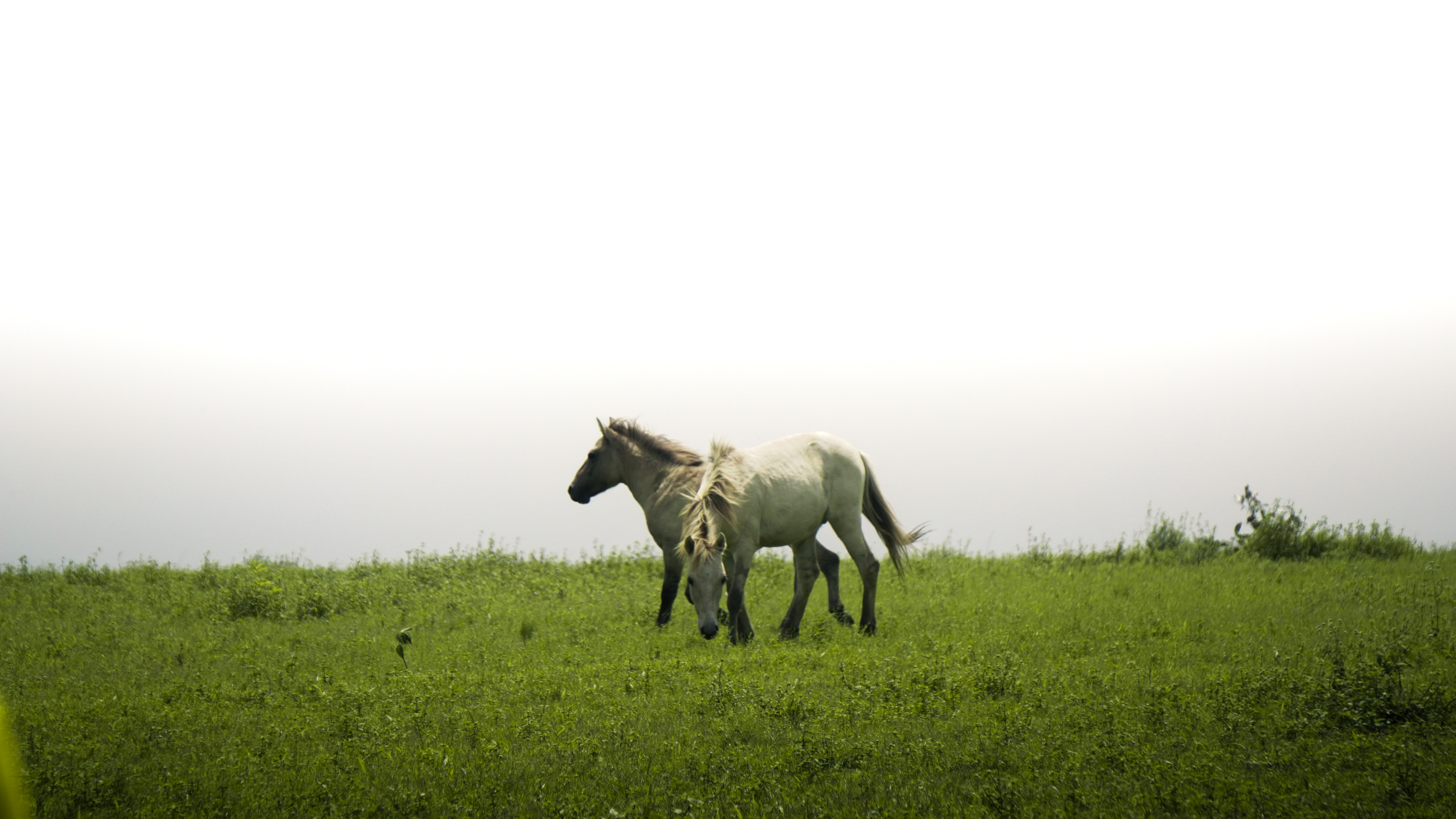 Wildlife photograph 11