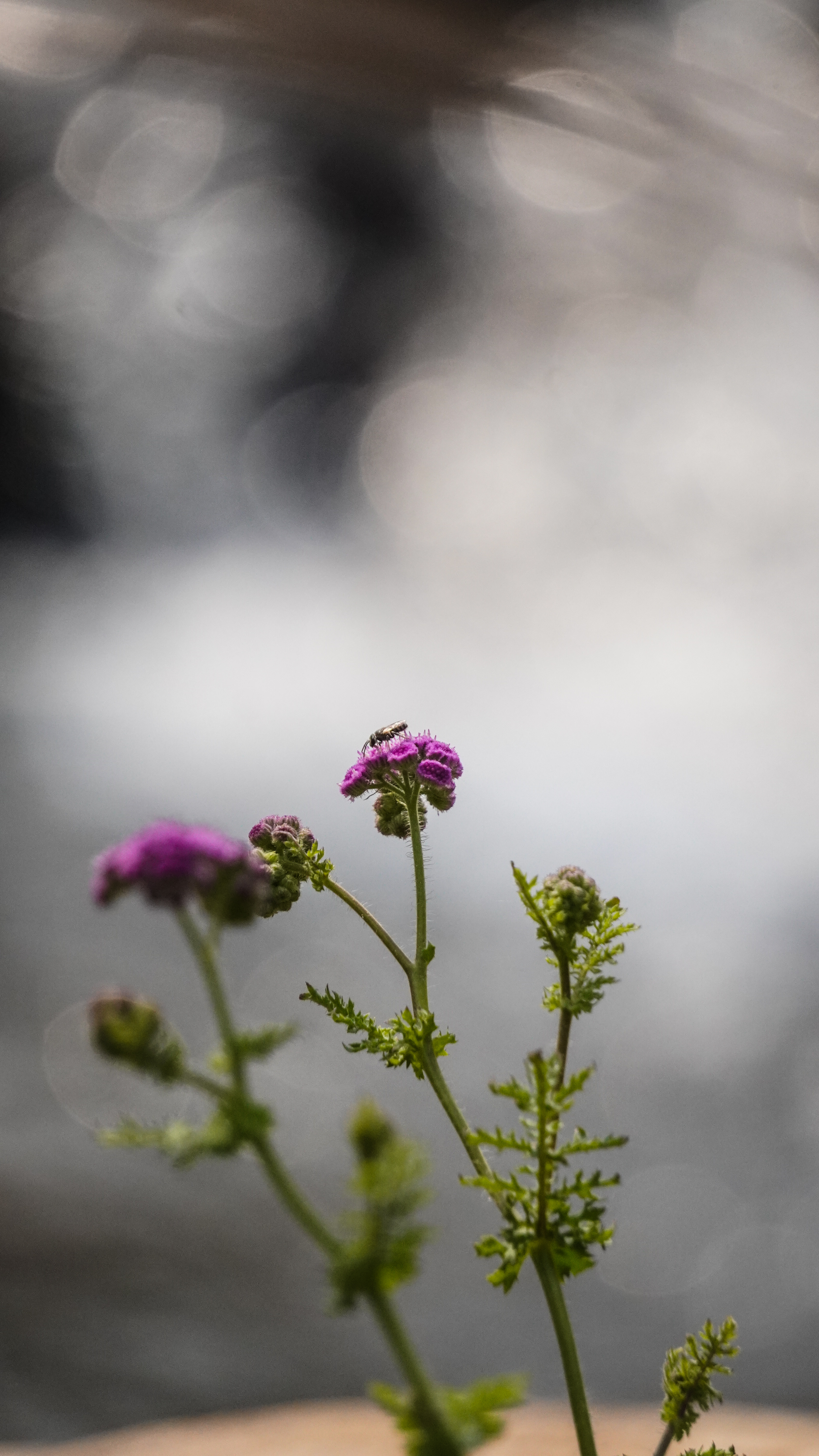 Wildlife photograph 12