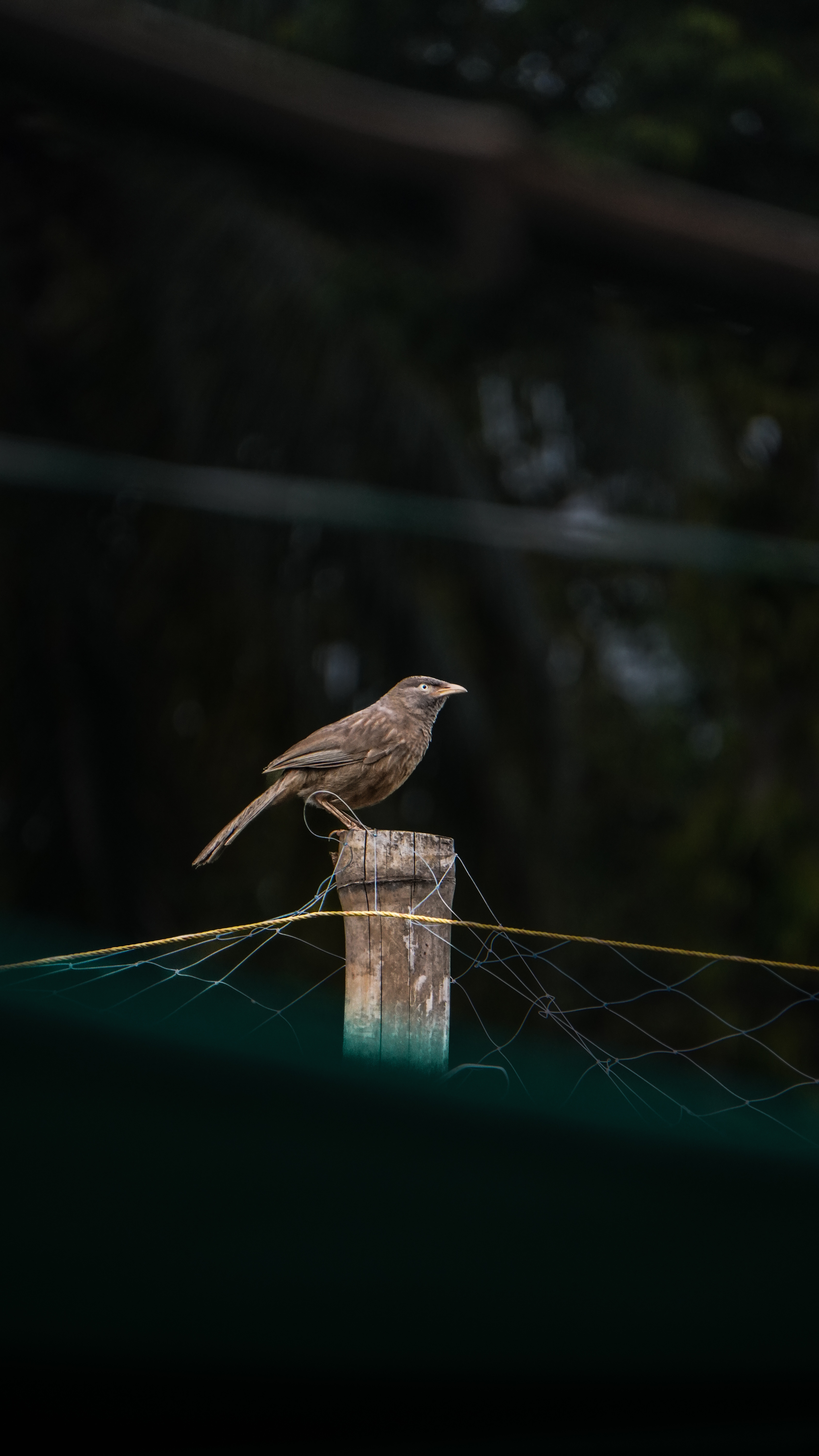 Wildlife photograph 14